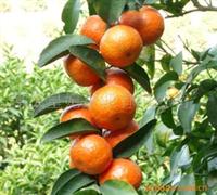 [1234567891] 沙糖桔(test)